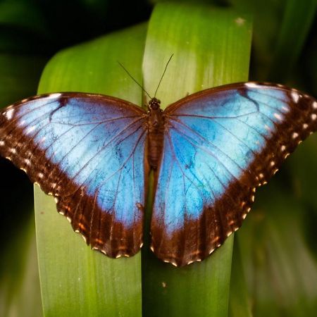 Veragua Rainforest プエルト・リモン エクステリア 写真