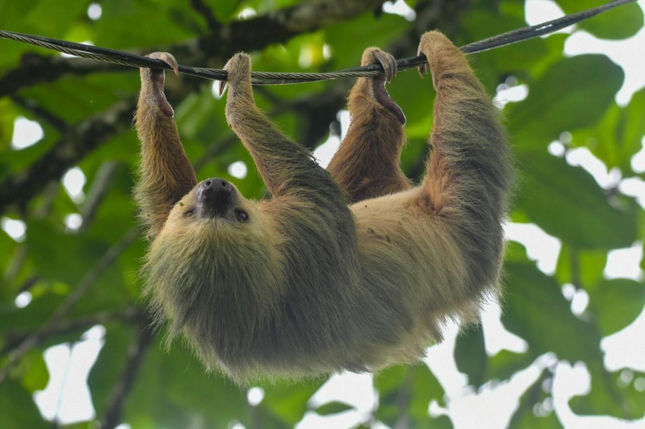 Veragua Rainforest プエルト・リモン エクステリア 写真