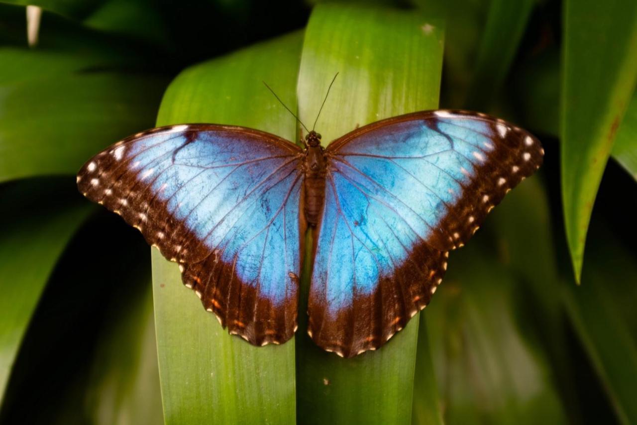 Veragua Rainforest プエルト・リモン エクステリア 写真