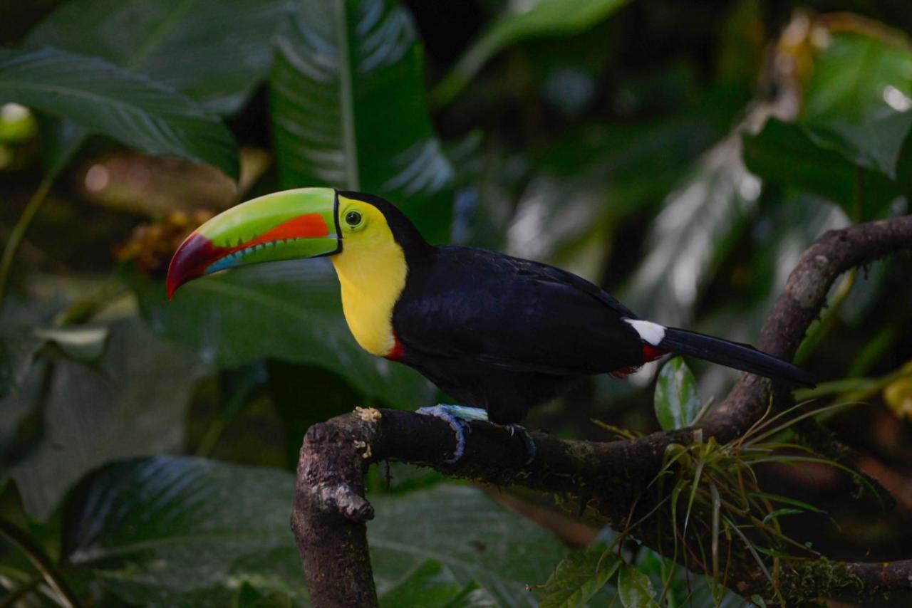 Veragua Rainforest プエルト・リモン エクステリア 写真