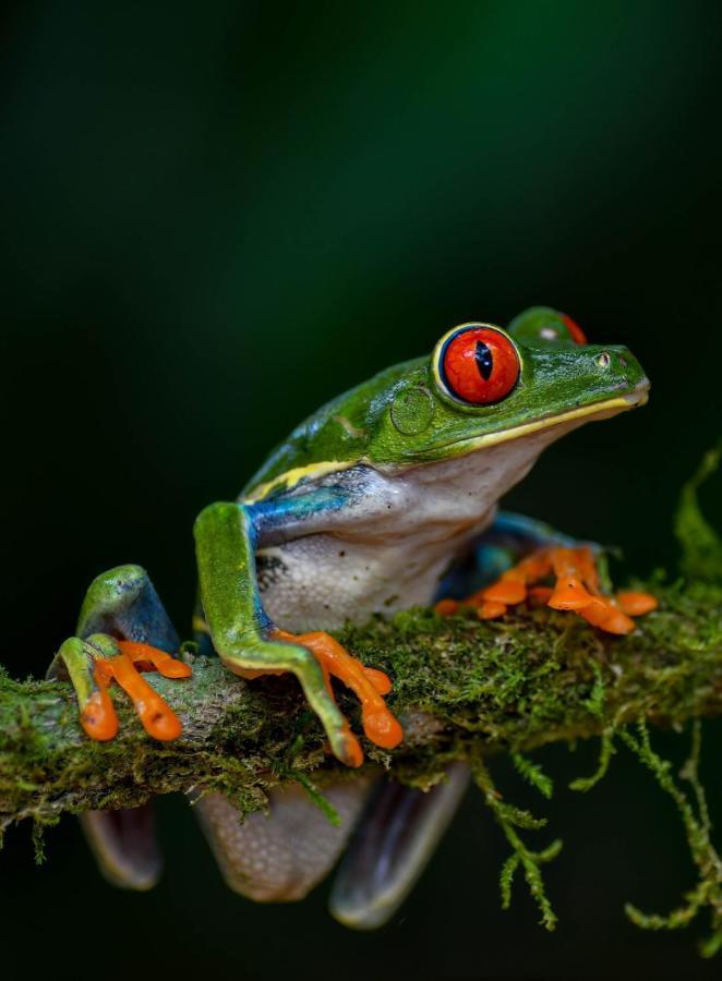 Veragua Rainforest プエルト・リモン エクステリア 写真