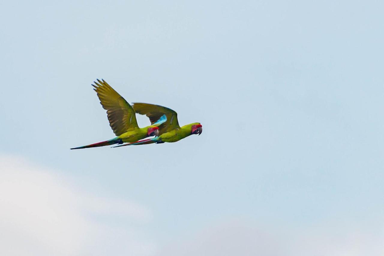 Veragua Rainforest プエルト・リモン エクステリア 写真